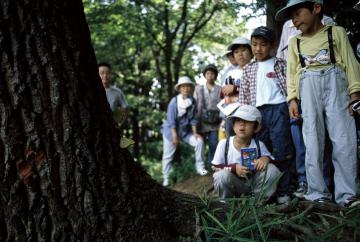 樹液を吸うオオムラサキの画像