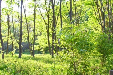 新緑の雑木林の画像