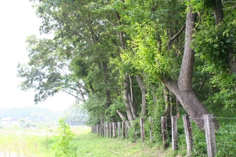 オオムラサキの森風景