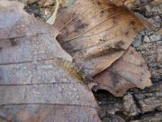 落ち葉の中で越冬する幼虫の画像