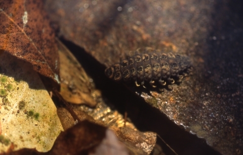 ゲンジボタル幼虫の画像