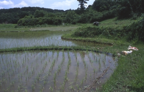 ヘイケボタルの生息環境（止水）の画像