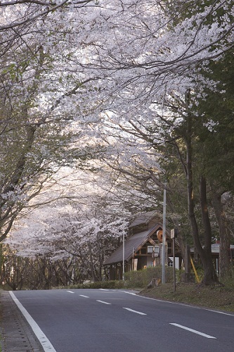 春の笛吹峠の写真