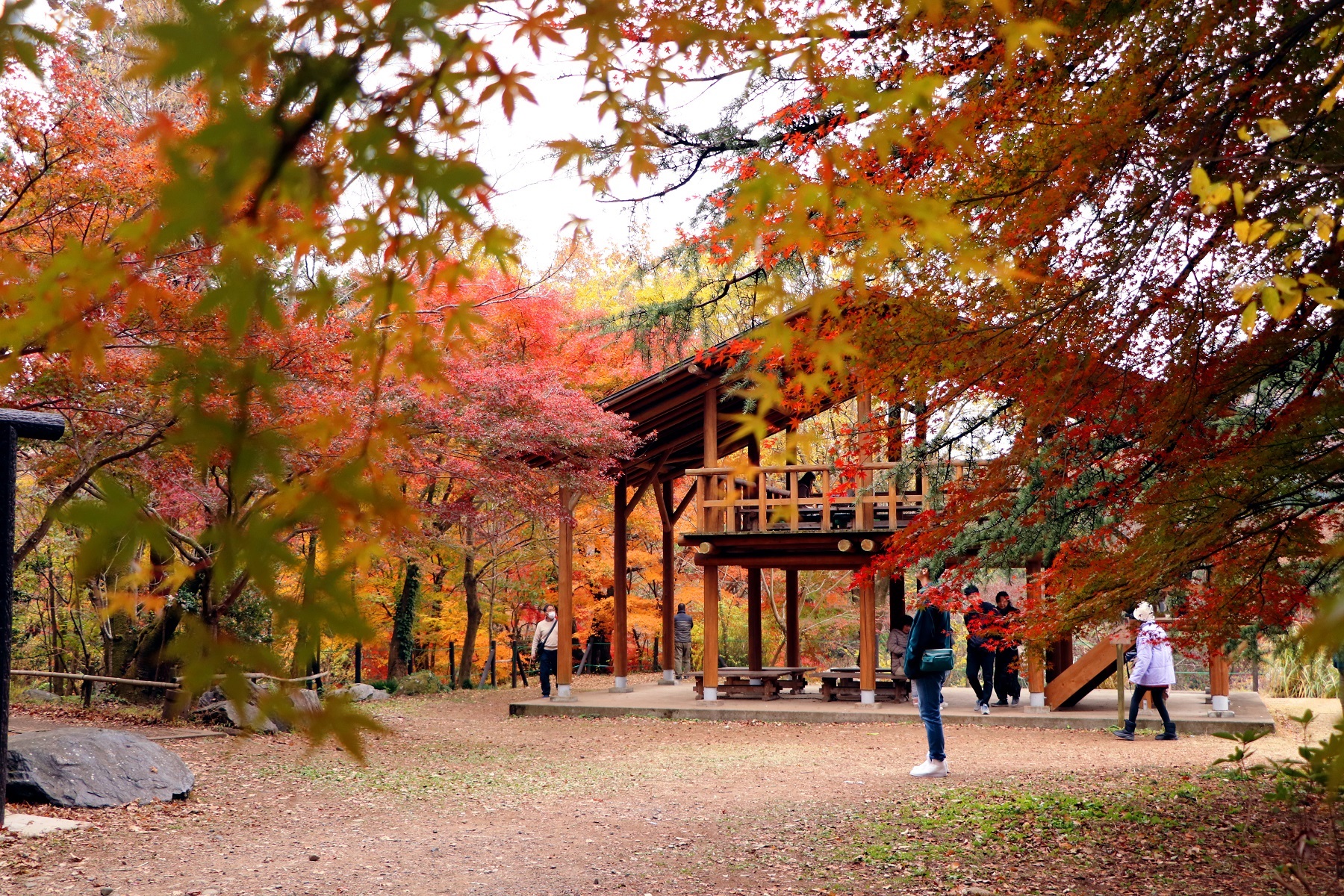 嵐山渓谷紅葉(通年用)(令和6年12月18日変更)