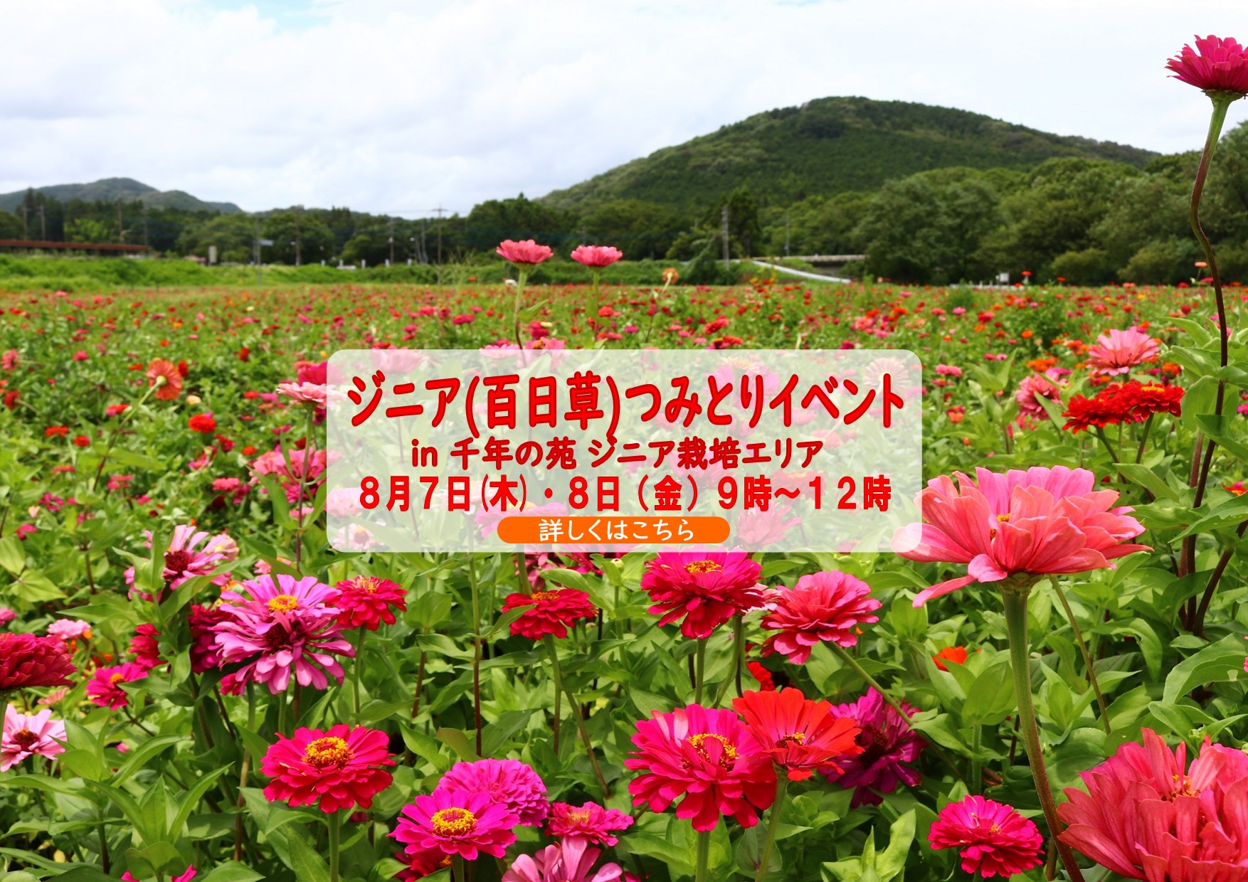 ジニア摘み取り